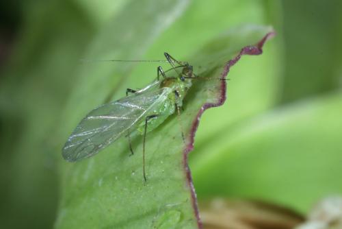 Macrosiphum hellebori